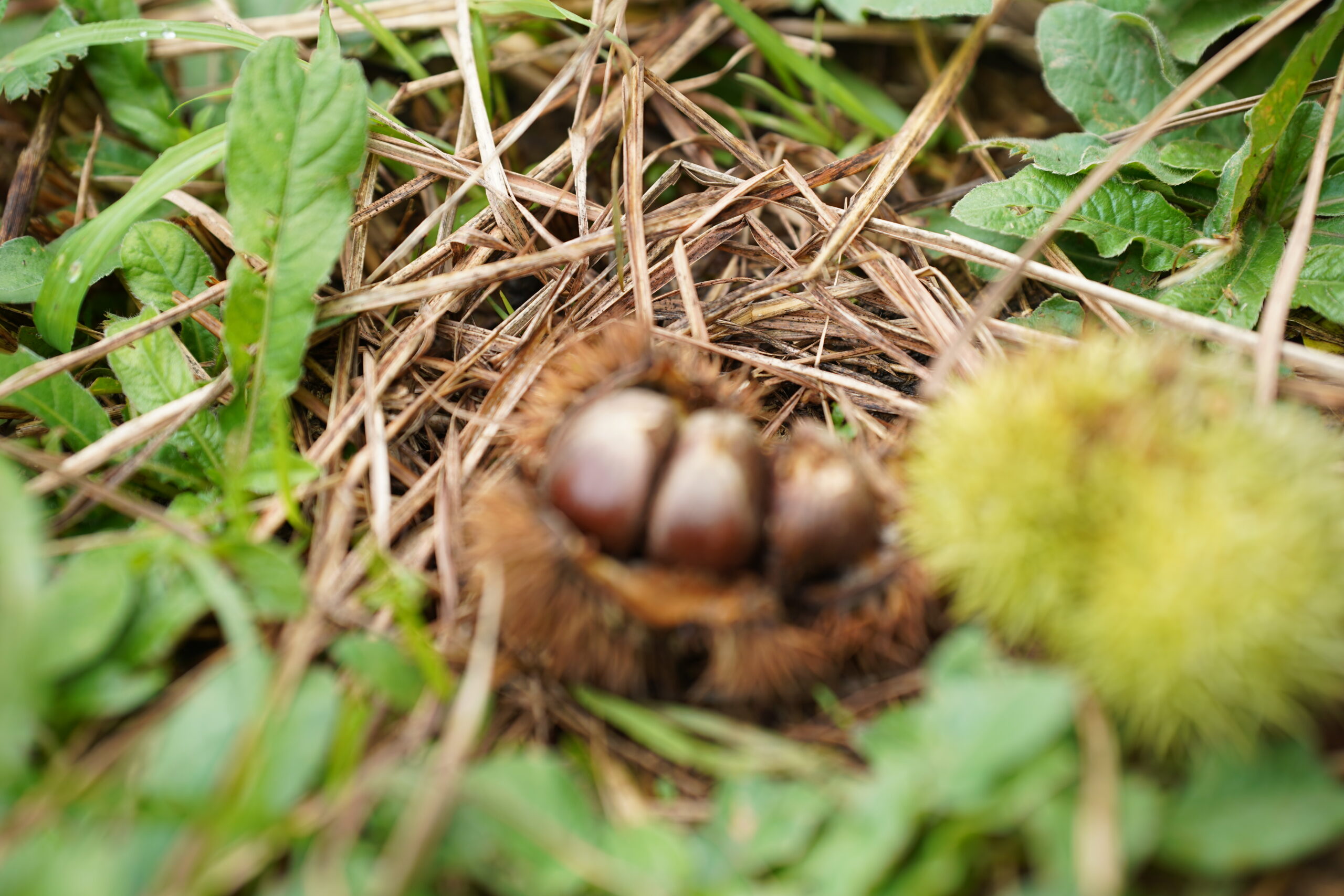 DSC07536 DSC07536